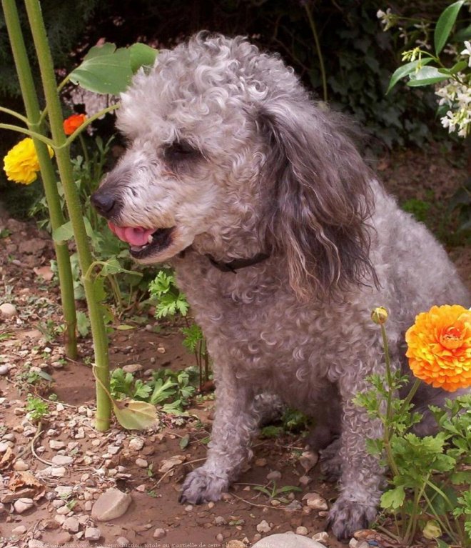 Photo de Caniche moyen