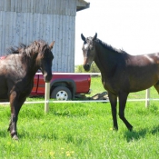 Photo de Races diffrentes