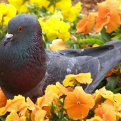 Photo de Pigeon