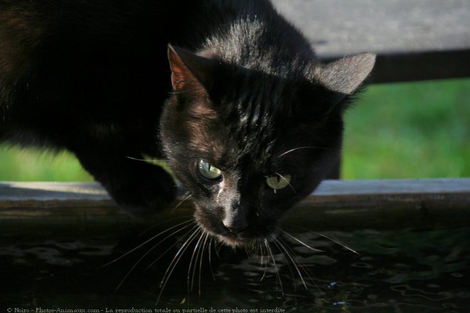 Photo de Chat domestique