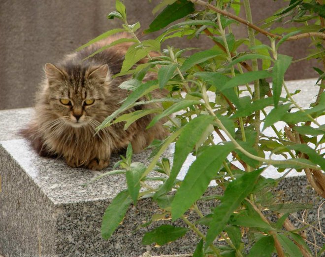 Photo de Chat domestique