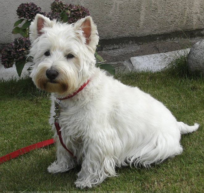 Photo de West highland white terrier