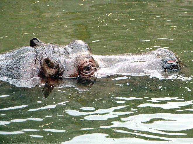 Photo de Hippopotame