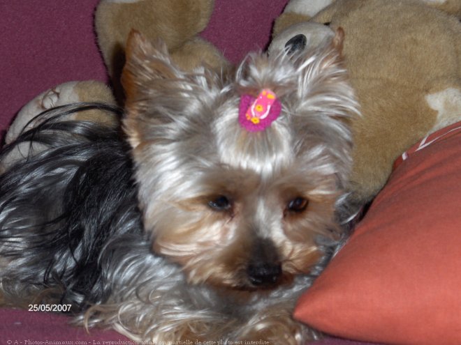 Photo de Yorkshire terrier