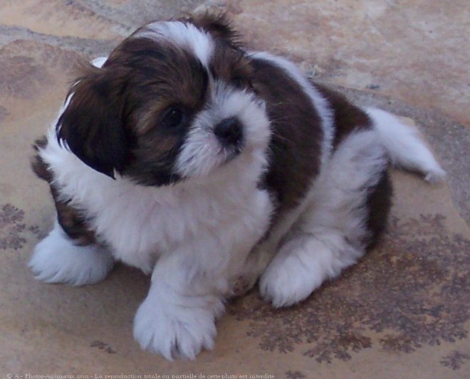 Photo de Shih tzu