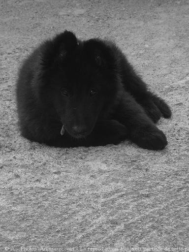 Photo de Berger belge groenendael