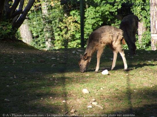 Photo de Biche