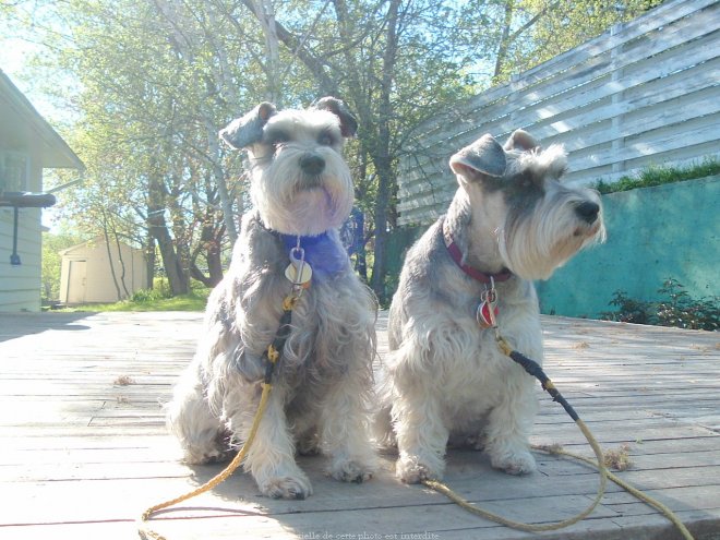 Photo de Schnauzer nain