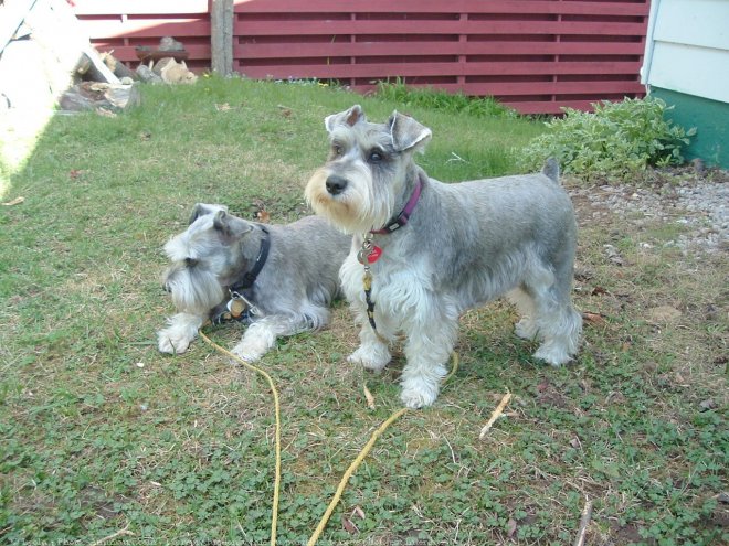 Photo de Schnauzer nain