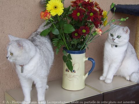 Photo de British shorthair