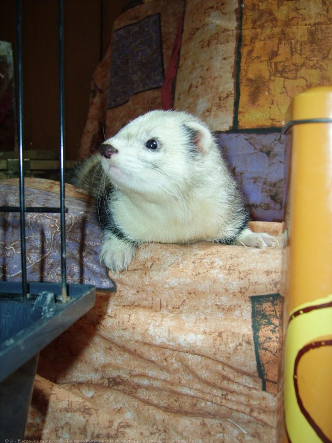 Photo de Furet