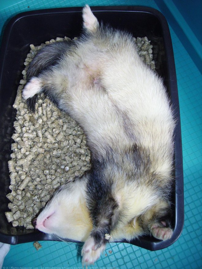 Photo de Furet