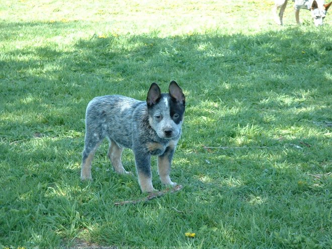 Photo d'Australian cattle dog