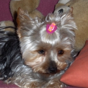 Photo de Yorkshire terrier