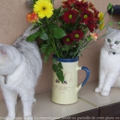 Photo de British shorthair