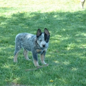 Photo d'Australian cattle dog