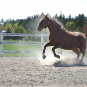 Photo de Quarter horse