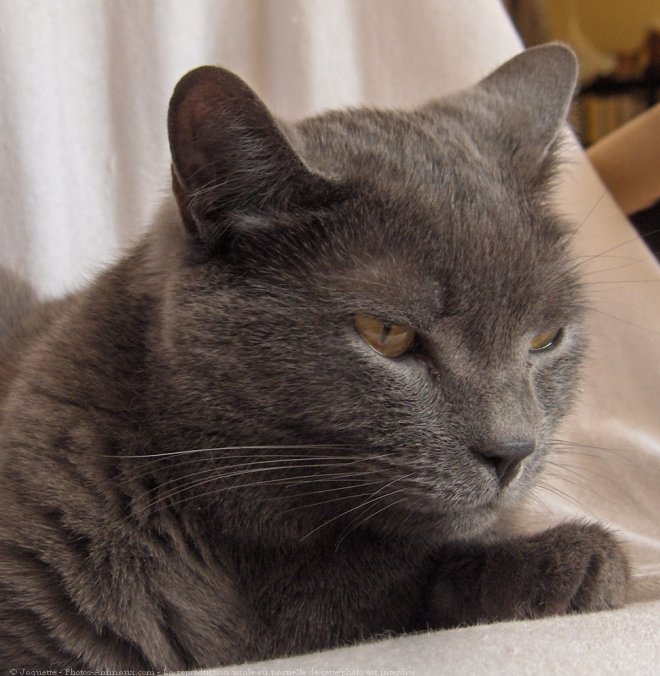 Photo de Chartreux