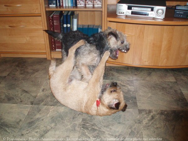 Photo de Border terrier