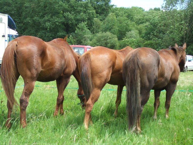 Photo de Races diffrentes