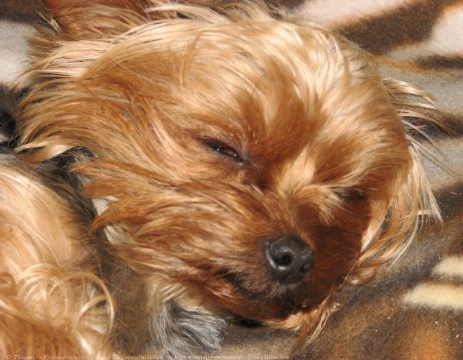 Photo de Yorkshire terrier