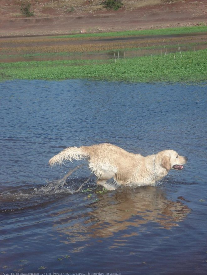 Photo de Golden retriever