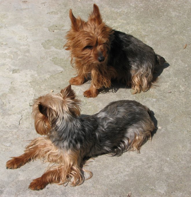 Photo de Yorkshire terrier