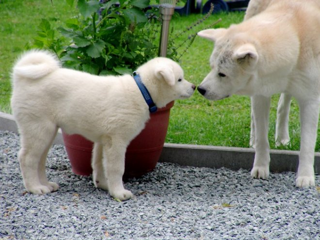 Photo d'Akita inu