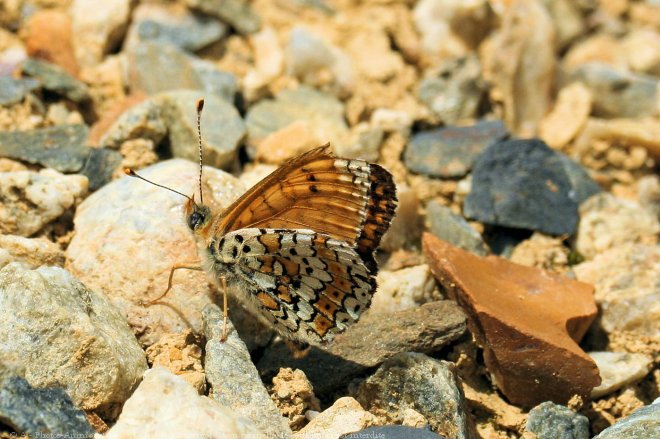 Photo de Papillon