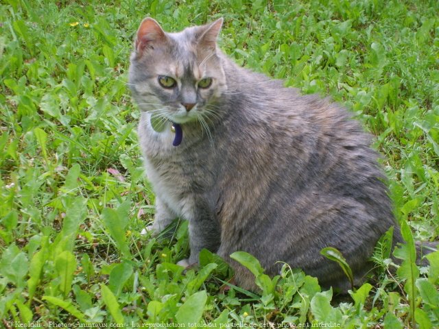 Photo de Chat domestique