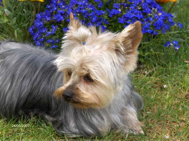 Photo de Yorkshire terrier