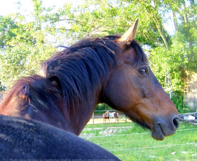 Photo de Trotteur franais