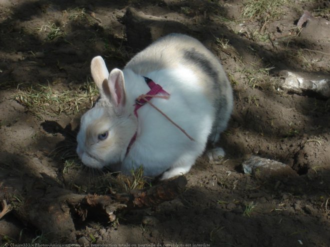 Photo de Lapin