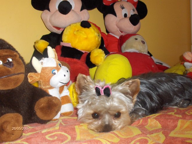 Photo de Yorkshire terrier