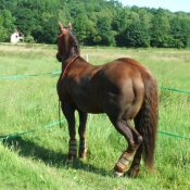 Photo de Quarter horse