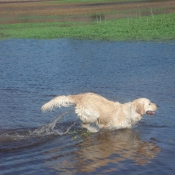 Photo de Golden retriever