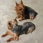 Photo de Yorkshire terrier