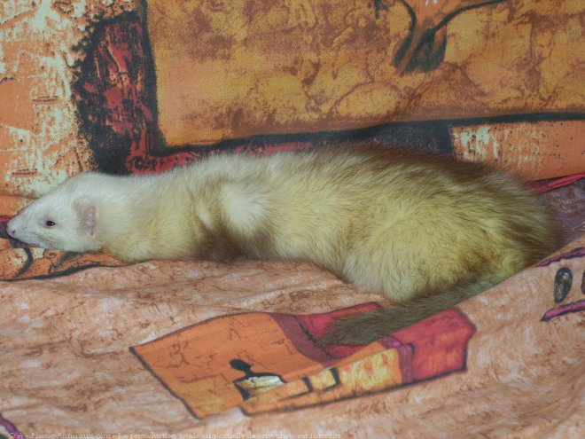 Photo de Furet