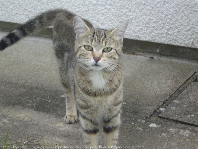 Photo de Chat domestique