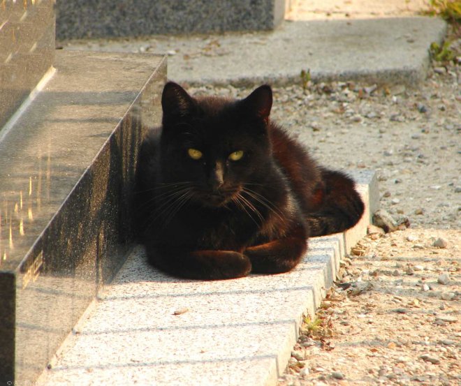 Photo de Chat domestique