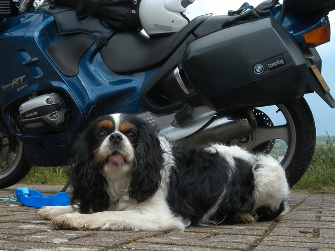 Photo de Cavalier king charles spaniel