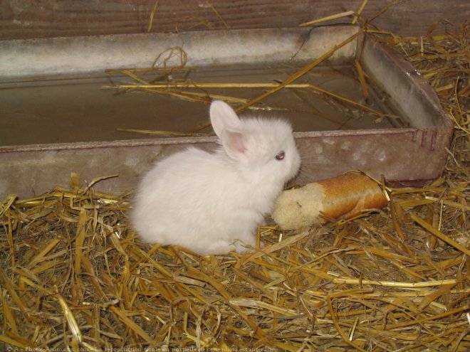 Photo de Lapin