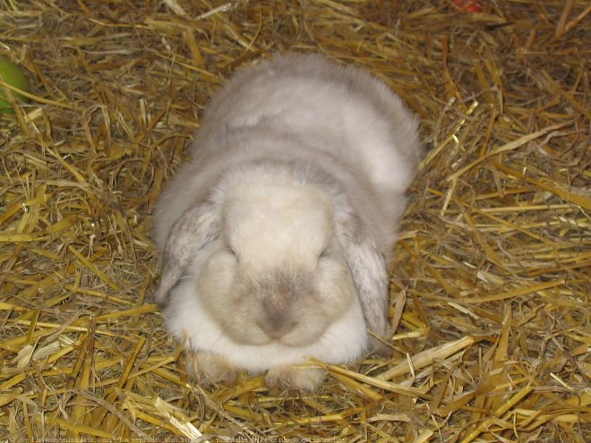 Photo de Lapin