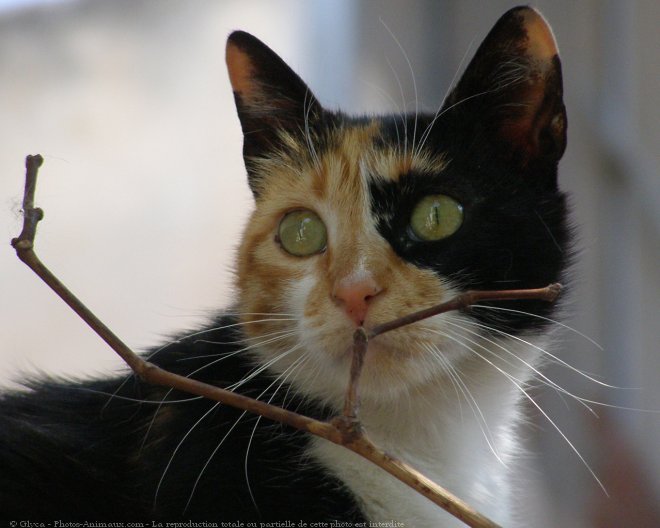 Photo de Chat domestique