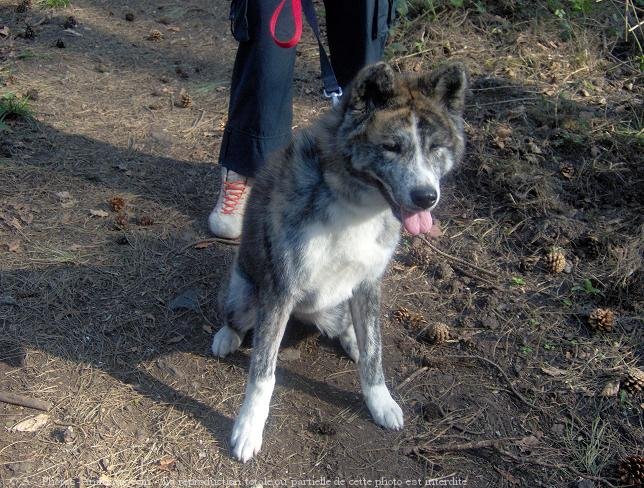 Photo d'Akita inu