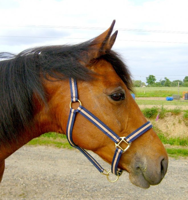 Photo de Poney franais de selle