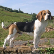 Photo de Beagle