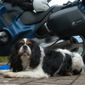 Photo de Cavalier king charles spaniel