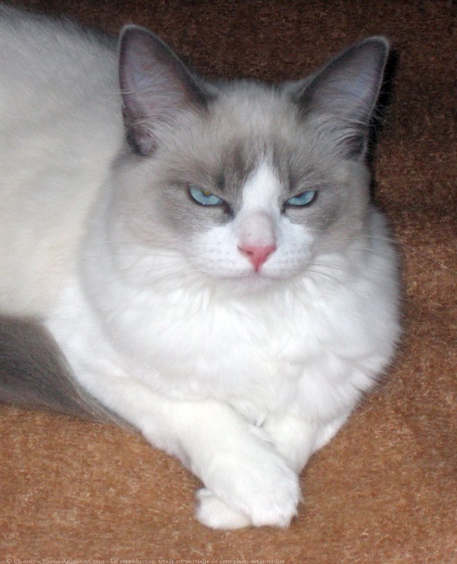 Photo de Ragdoll