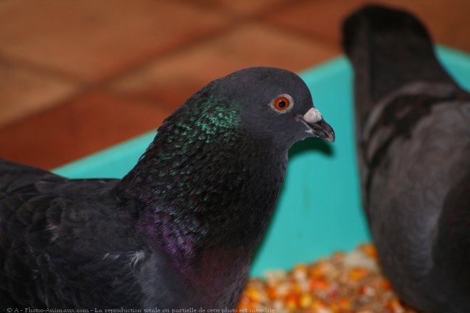 Photo de Pigeon